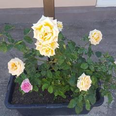 Гостевой дом Центральный, Кучугуры, Краснодарский край