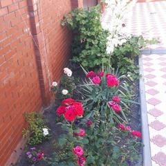 Гостевой дом Елена, Кущёвская, Краснодарский край