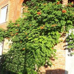 Гостевой дом Елена, Кущёвская, Краснодарский край