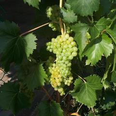 Гостевой дом Елена, Кущёвская, Краснодарский край