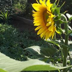 Гостевой дом Елена, Кущёвская, Краснодарский край