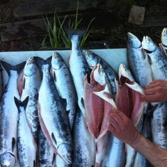 База отдыха Куя-Белое море, Куя, Архангельская область