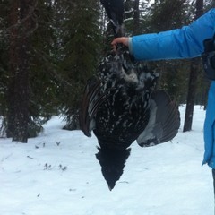 База отдыха Куя-Белое море, Куя, Архангельская область