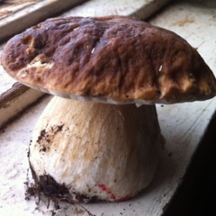 База отдыха Куя-Белое море, Куя, Архангельская область