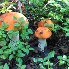 База отдыха Куя-Белое море, Куя, Архангельская область