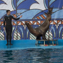 Отель Дельфин, Лазаревское, Краснодарский край