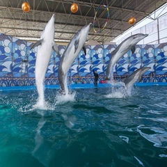 Отель Дельфин, Лазаревское, Краснодарский край