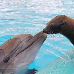 Отель Дельфин, Лазаревское, Краснодарский край