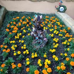 Отель Континент, Лазаревское, Краснодарский край