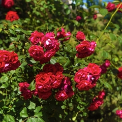 Гостиница Удача, Лазаревское, Краснодарский край