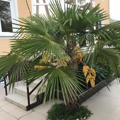 Гостевой дом Яна, Лазаревское, Краснодарский край