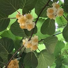 Гостевой дом Яна, Лазаревское, Краснодарский край