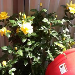 Гостевой дом Мирный, Лазаревское, Краснодарский край