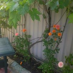 Гостевой дом Мирный, Лазаревское, Краснодарский край