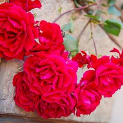 Гостевой дом Алекса, Лазаревское, Краснодарский край