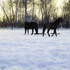 Турбаза Казанский луг, Ламское, Липецкая область