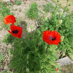 Гостевой дом Ихала, Лахденпохья, Республика Карелия