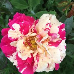 Дом отдыха Палкониеми, Лахденпохья, Республика Карелия