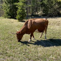 Парк-отель Парк-Отель Хутор Ярви, Лахденпохья, Республика Карелия