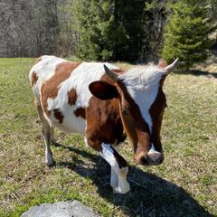 Парк-отель Парк-Отель Хутор Ярви, Лахденпохья, Республика Карелия
