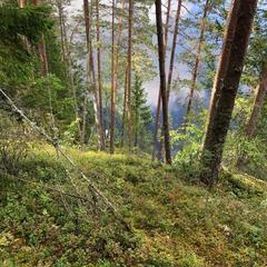 Парк-отель Парк-Отель Хутор Ярви, Лахденпохья, Республика Карелия