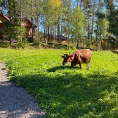 Парк-отель Парк-Отель Хутор Ярви, Лахденпохья, Республика Карелия