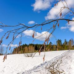 Парк-отель Парк-Отель Хутор Ярви, Лахденпохья, Республика Карелия