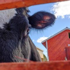 Парк-отель Парк-Отель Хутор Ярви, Лахденпохья, Республика Карелия