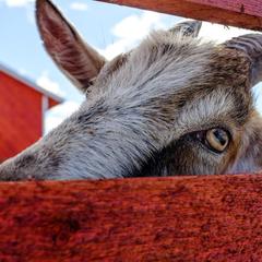 Парк-отель Парк-Отель Хутор Ярви, Лахденпохья, Республика Карелия