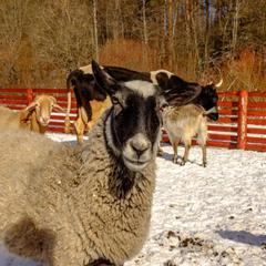 Парк-отель Парк-Отель Хутор Ярви, Лахденпохья, Республика Карелия