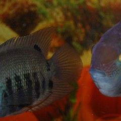 База отдыха Степаново городище, Ленск (Пермский край), Пермский край