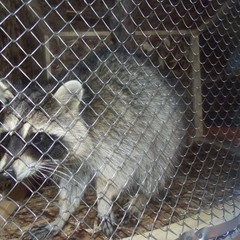 База отдыха Степаново городище, Ленск (Пермский край), Пермский край