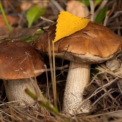 Гостевой дом Комплекс У Галины, Лесной, Калининградская область