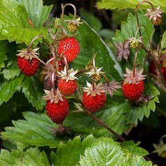 Гостевой дом Комплекс У Галины, Лесной, Калининградская область