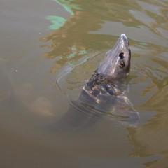 Гостевой дом Берлога, Лиман, Астраханская область