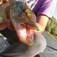 Гостевой дом Берлога, Лиман, Астраханская область