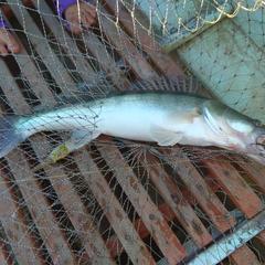 Гостевой дом Берлога, Лиман, Астраханская область