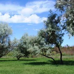 Гостевой дом Берлога, Лиман, Астраханская область