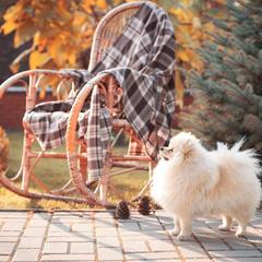 Гостиница Family Hotel RaDom, Лиски, Воронежская область