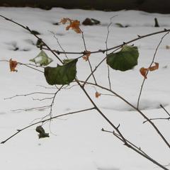 Хостел Белка, Листвянка, Иркутская область