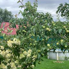 Вилла Lobnya Village, Лобня, Московская область