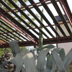 Гостевой дом Агава, Лоо, Краснодарский край