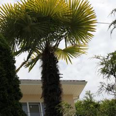 Гостевой дом Агава, Лоо, Краснодарский край