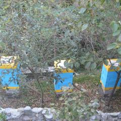 Отель Приза, Лоо, Краснодарский край