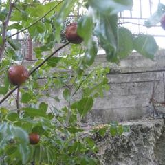 Отель Приза, Лоо, Краснодарский край