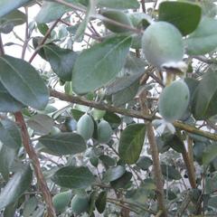 Отель Приза, Лоо, Краснодарский край