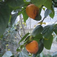 Отель Приза, Лоо, Краснодарский край