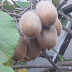 Отель Приза, Лоо, Краснодарский край