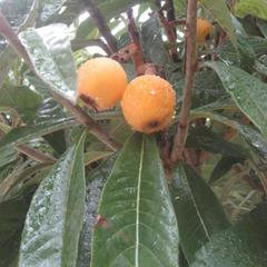 Отель Приза, Лоо, Краснодарский край