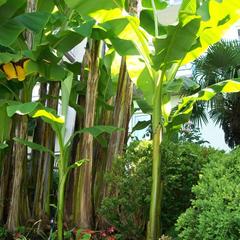 Гостевой дом Волна, Лоо, Краснодарский край